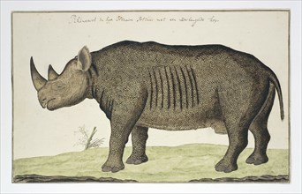 Diceros bicornis (Black Rhinoceros), in or after 1778. Creator: Robert Jacob Gordon.