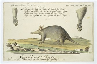 Orycteropus afer (Aardvark), 1777-1786. Creator: Robert Jacob Gordon.