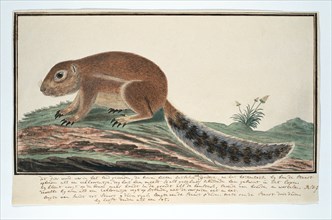 Xerus inauris (Cape ground squirrel), 1777-1786. Creator: Robert Jacob Gordon.