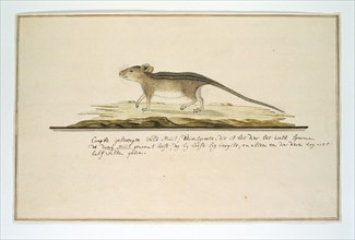 Rhabdomys pumilio (Four-striped grass mouse), in or after c.1786. Creator: Robert Jacob Gordon.