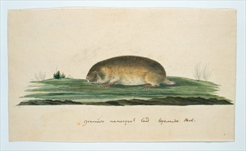 Bathyergus janetta (Namaqua dune mole-rat), 1777-1786. Creator: Robert Jacob Gordon.