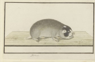 Georychus capensis (Cape mole-rat), 1777-1780. Creator: Robert Jacob Gordon.