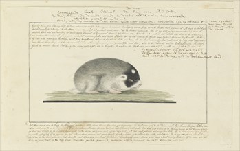 Georychus capensis (Cape mole-rat), 1777. Creator: Robert Jacob Gordon.