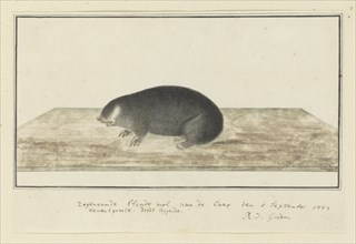 Chrysochloris asiatica (Cape golden mole), 1777. Creator: Robert Jacob Gordon.