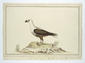 Haliaetus vocifer (African fish eagle), 1777-1786. Creator: Robert Jacob Gordon.