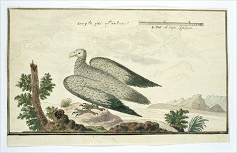 Gyps coprotheres (Cape vulture), 1777-1786. Creator: Robert Jacob Gordon.