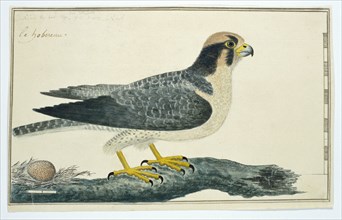 Falco biarmicus (Lanner falcon), 1777-1786. Creator: Robert Jacob Gordon.