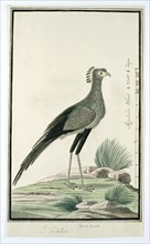 Sagittarius serpentarius (Secretary bird), 1777-1786. Creator: Robert Jacob Gordon.