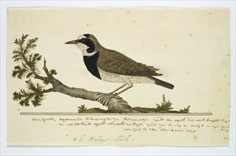 Oenanthe pileata (Capped Wheatear or Hoëveldskaapwagter in Afrikaans), 1778. Creator: Robert Jacob Gordon.
