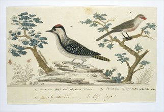 Dendropicos fuscescens (Cardinal woodpecker)and Estrilda astrild (Common waxbill), 1777-1786. Creator: Robert Jacob Gordon.