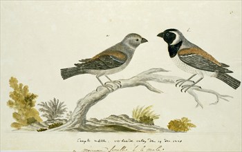 Passer melanurus (Cape sparrow or mossie), 1778. Creator: Robert Jacob Gordon.