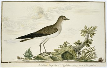Glareola nordmanni (Black-winged pratincole), 1777-1786. Creator: Robert Jacob Gordon.