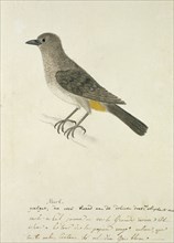 Pycnonotus capensis (Cape bulbul), 1777-1786. Creator: Robert Jacob Gordon.