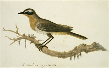 Cossypha caffra (Cape robin-chat), 1777-1786. Creator: Robert Jacob Gordon.