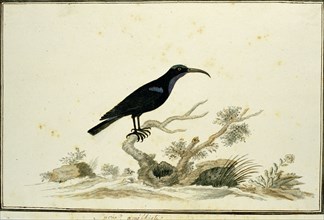 Nectarinia amethystina (Amethyst sunbird), 1777-1786. Creator: Robert Jacob Gordon.