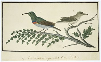 Nectarinia afra (Greater double-collared sunbird), 1777-1786. Creator: Robert Jacob Gordon.