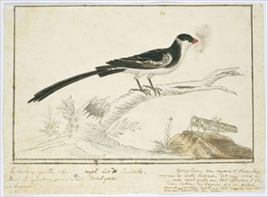Vidua macroura (Pin-tailed whydah) and locust, 1778. Creator: Robert Jacob Gordon.