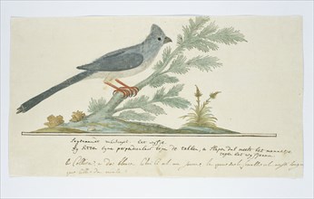 Colius striatus (Speckled mousebird), 1777-1786. Creator: Robert Jacob Gordon.