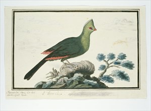 Tauraco corythaix (Knysna Turaco or Knysna Lourie), 1777-1786. Creator: Robert Jacob Gordon.