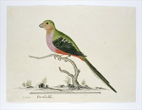 Apaloderma narina (Narina Trogon), 1777-1786. Creator: Robert Jacob Gordon.