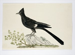 Clamator jacobinus (Jacobin cuckoo), 1777-1786. Creator: Robert Jacob Gordon.