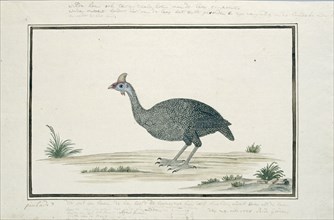 Numida meleagris (Helmeted guineafowl), 1778. Creator: Robert Jacob Gordon.