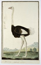 Struthio camelus (Ostrich), 1777-1786. Creator: Robert Jacob Gordon.