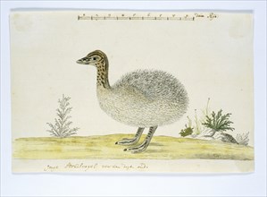 Struthio camelus (Common ostrich), 1777-1786. Creator: Robert Jacob Gordon.