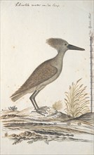 Scopus umbreitta (Hamerkop), 1777-1786. Creator: Robert Jacob Gordon.