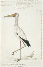 Mycteria ibis (Yellow-billed stork), 1778. Creator: Robert Jacob Gordon.