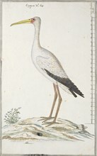 Mycteria ibis (Yellow-billed stork or Wood stork), c.1778. Creator: Robert Jacob Gordon.