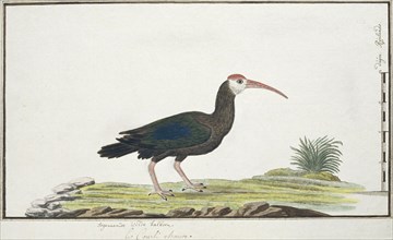 Geronticus calvus (Southern bald ibis), c.1778. Creator: Robert Jacob Gordon.