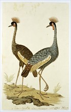 Balearica regulorum (Grey crowned crane), 1777-1786. Creator: Robert Jacob Gordon.