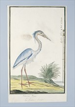 Ardea cincrea (Grey heron), 1777-1786. Creator: Robert Jacob Gordon.