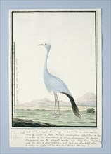 Anthropoides paradisea (Blue crane or Stanley crane), 1777-1786. Creator: Robert Jacob Gordon.