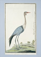 Grus carunculatus/ Bugeranus carunculatus (Wattled crane, 1777-1786. Creator: Robert Jacob Gordon.