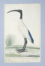 Threskiornis aethiopicus (African sacred ibis), 1778. Creator: Robert Jacob Gordon.