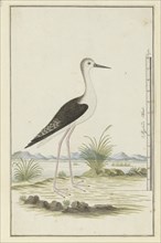 Himantopus himantopus ? (Black-winged stilt), 1777-1786. Creator: Robert Jacob Gordon.