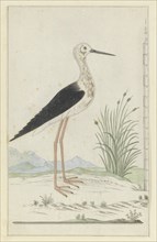 Himantopus himantopus (Black-winged stilt), 1777-1786. Creator: Robert Jacob Gordon.