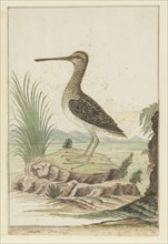 Gallinago nigripennis (African snipe), 1777-1786. Creator: Robert Jacob Gordon.