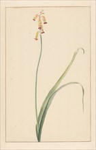 Hyacinth, 1746-1811. Creator: Vincent Jansz. van der Vinne.