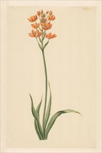 Southern wind lily, 1779. Creator: Vincent Jansz. van der Vinne.