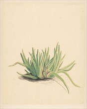 Ice plant, 1746-1811. Creator: Vincent Jansz. van der Vinne.