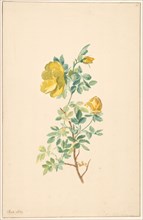 Branch of a yellow rose (rosa lutea), c.1775-c.1825. Creator: Willem van Leen.