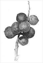 Gall-nuts upon oak trees in Devon, 1857. Creator: Unknown.