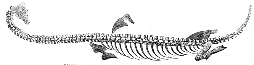 Fossil Plesiosaurus recently found at Street, near Glastonbury, 1857. Creator: Unknown.
