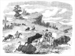 Shooting Buffaloes with Colt's Revolving Pistol, 1857. Creator: Unknown.