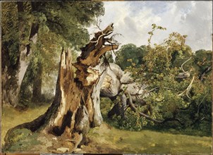 Broken tree at near Meiringen (Bernese Oberland), Mid of the 19th cen.. Creator: Calame, Alexandre (1810-1864).