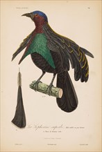 From "Histoire naturelle des oiseaux de Paradis" by R.-P. Lesson, 1835. Creator: Prêtre, Jean-Gabriel (1768-1849).