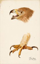 Ornithological Study, c.1800. Creator: Kuhn, G. (active 1795-1825).